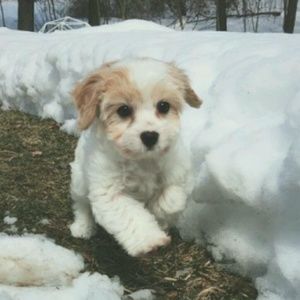 Meet your Posher, Concepcion